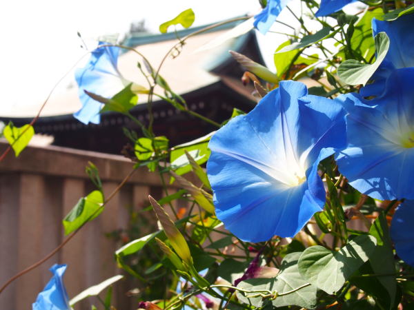 アサガオ花青色