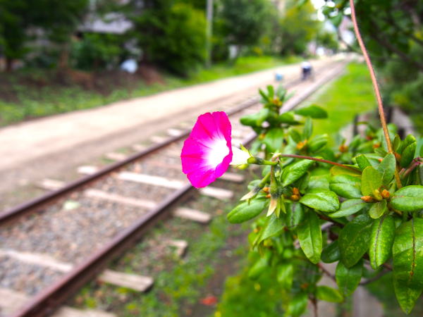 アサガオ花ピンク色