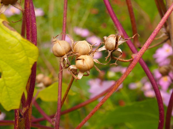 アサガオ蒴果