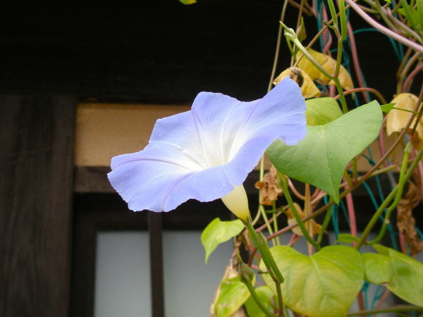 アサガオ花青色