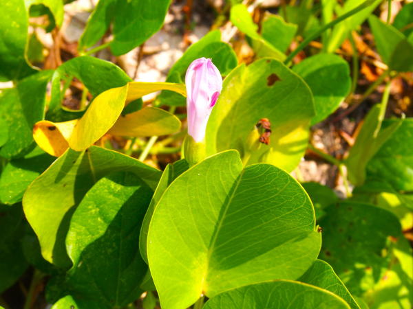 グンバイヒルガオ花蕾と葉