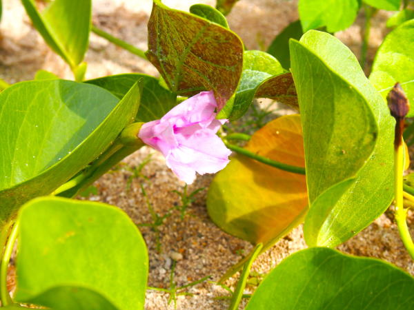 グンバイヒルガオ花