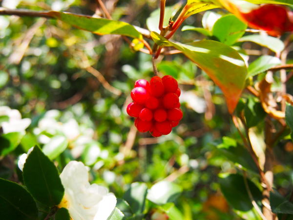 サネカズラ高屋神社