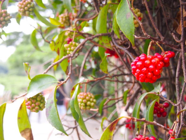 サネカズラ栗林公園
