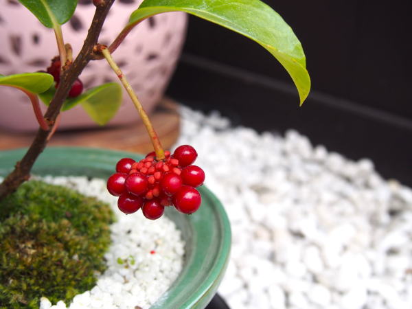 サネカズラ清水坂