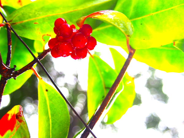 サネカズラ真如堂