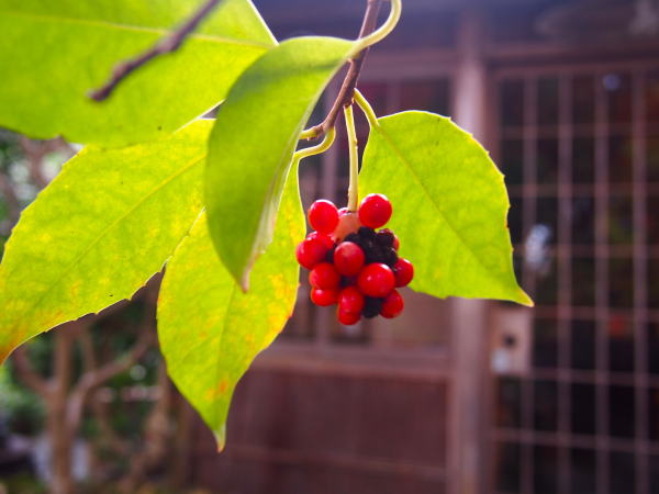 サネカズラ常寂光寺