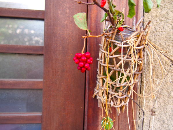 サネカズラ鳥居本