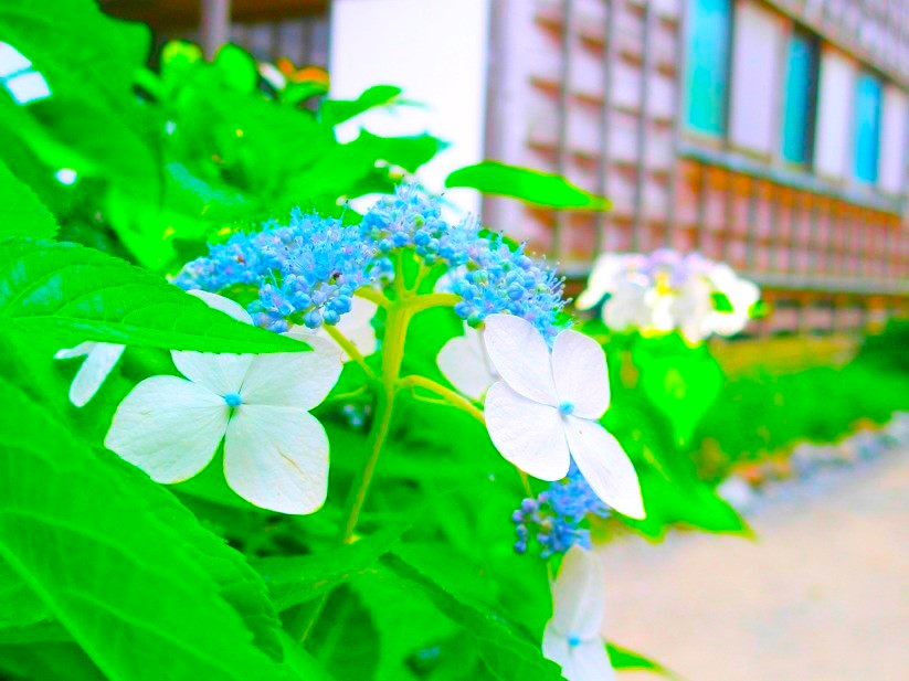 極楽寺ガクアジサイ花