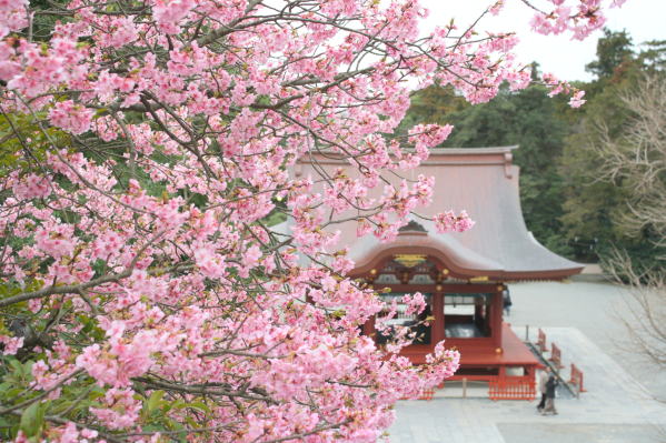 鎌倉カワヅザクラ花画像
