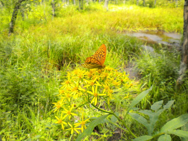 田代池ハンゴンソウ