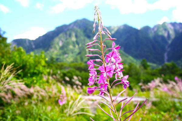 上高地ヤナギラン花