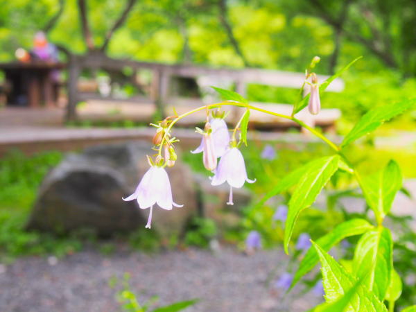 上高地ツリガネニンジン花