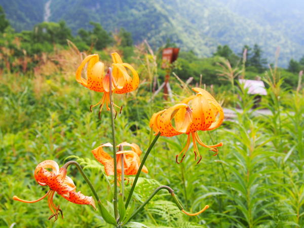 上高地クルマユリ