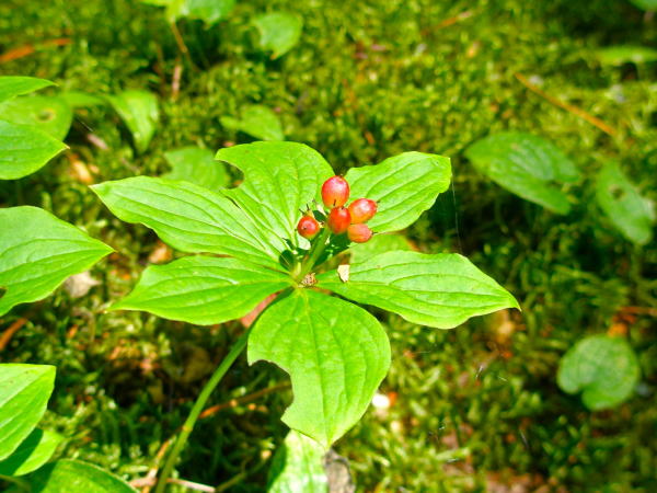 上高地ゴゼンタチバナ実