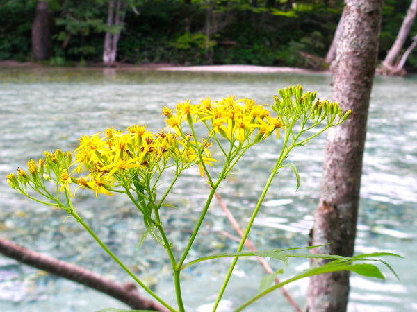 上高地ハンゴンソウ