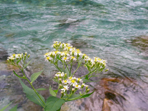 ゴマナ花梓川