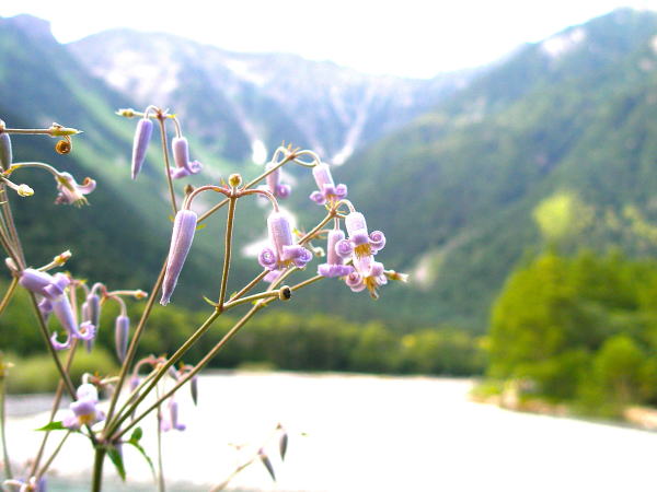 上高地クサボタン花