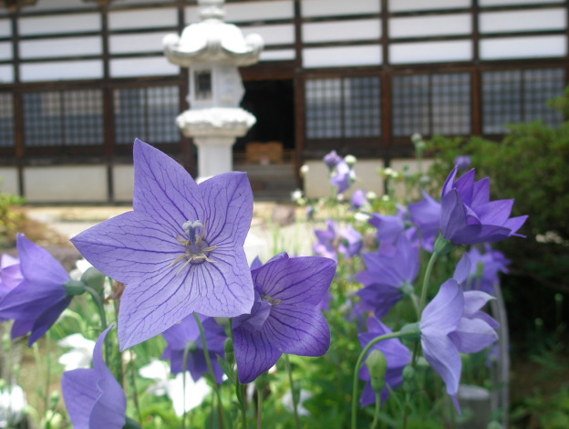 kikyo flower