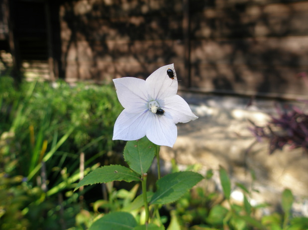 白色のキキョウの花