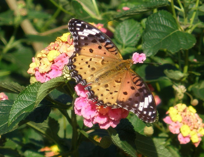 ランタナ花と蝶画像