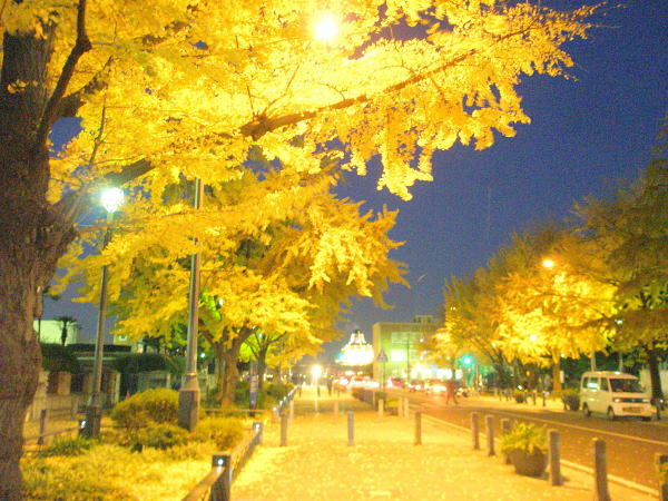 イチョウ黄葉横浜