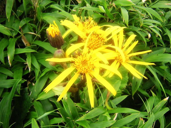 マルバダケブキ花写真