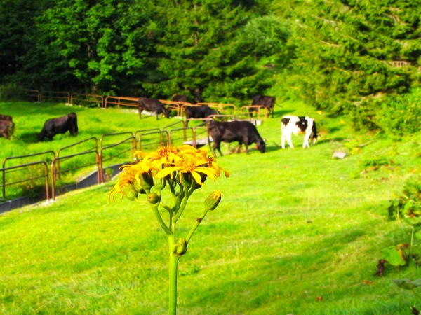 マルバダケブキ花写真