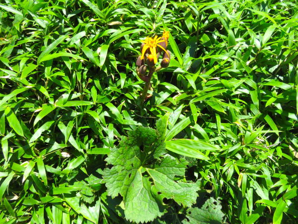 マルバダケブキ花葉写真