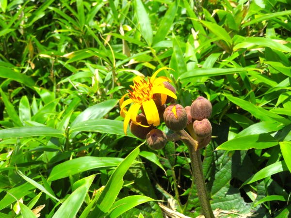 マルバダケブキ花蕾写真