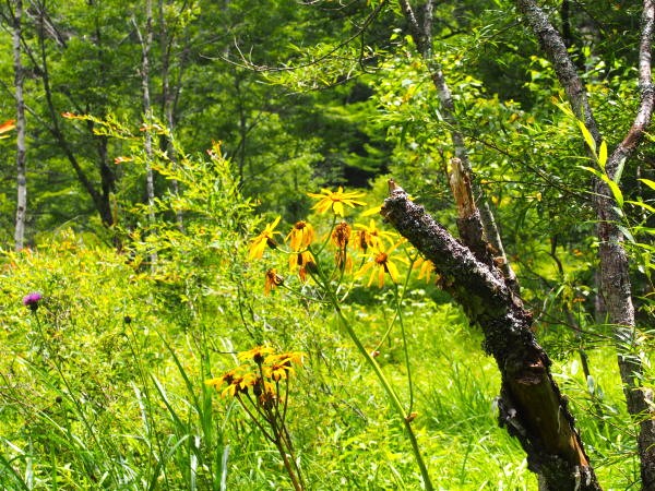 マルバダケブキ花写真