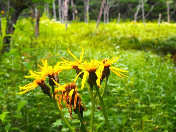 マルバダケブキ花写真