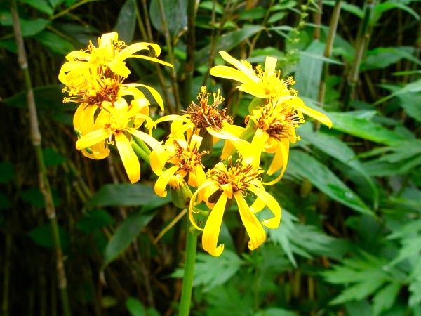マルバダケブキ花写真