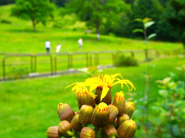 マルバダケブキ花蕾写真
