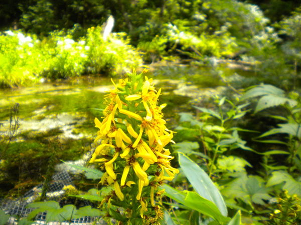 オタカラコウ花写真上高地