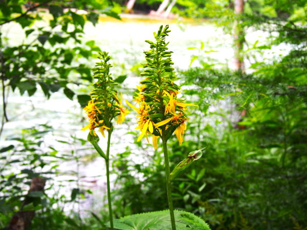 オタカラコウ花写真上高地