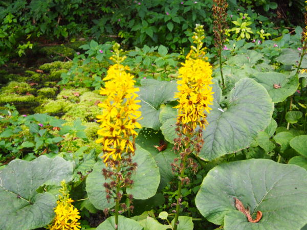 オタカラコウ花写真姫川