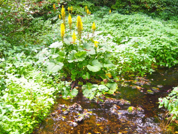 オタカラコウ花写真姫川