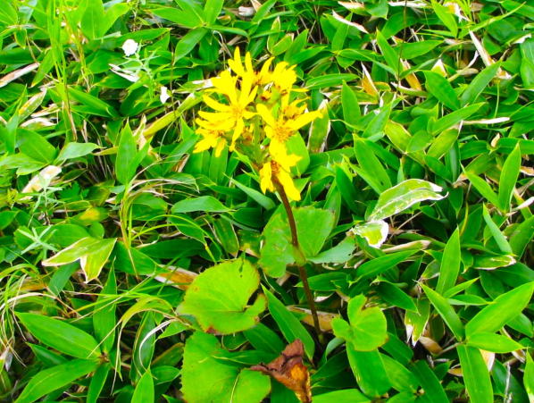 トウゲブキ、エゾタカラコウ花葉写真