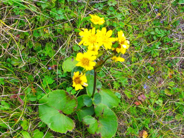 トウゲブキ、エゾタカラコウ花葉写真