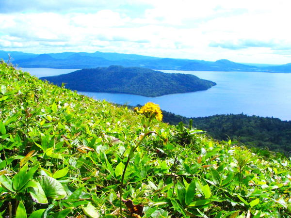 トウゲブキ、エゾタカラコウ花写真