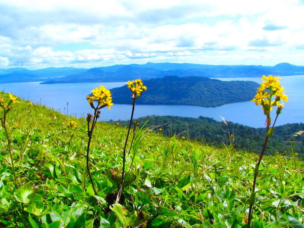トウゲブキ、エゾタカラコウ花写真