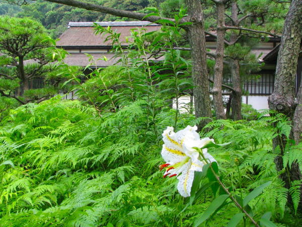 ヤマユリ花三渓園