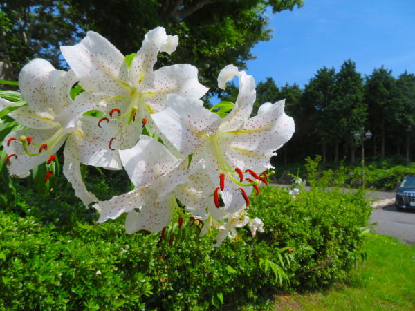 ヤマユリ花仙石原