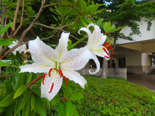 ヤマユリ花仙石原