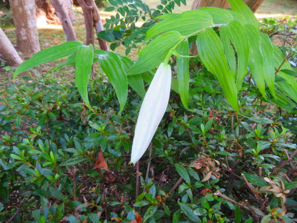 ヤマユリ花仙石原