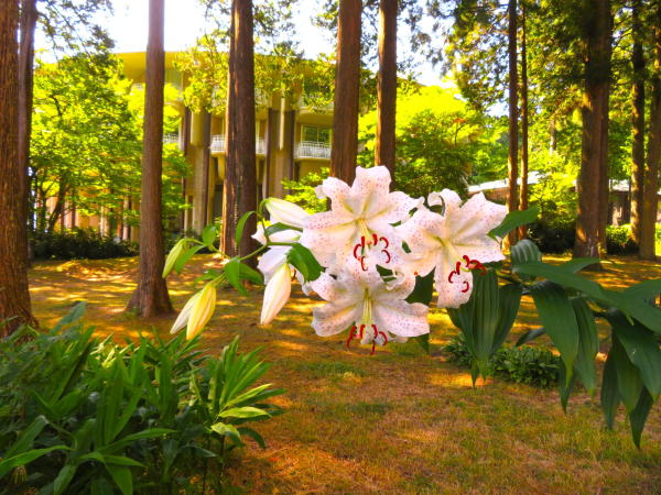 ヤマユリ花芦ノ湖