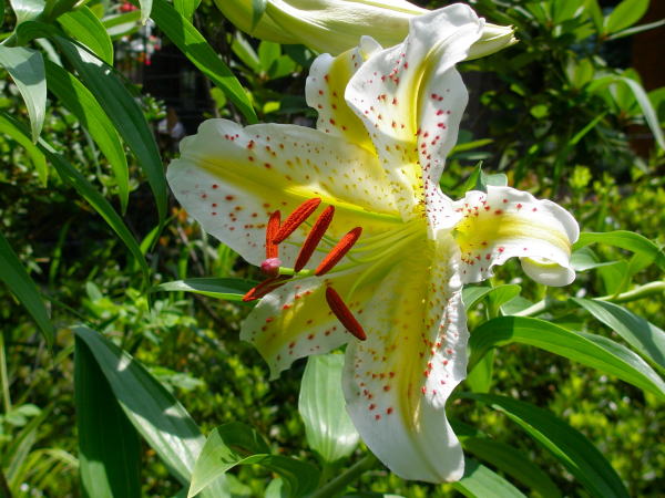 ���}�����ԉ��l����