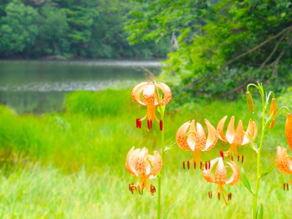 志賀高原クルマユリ