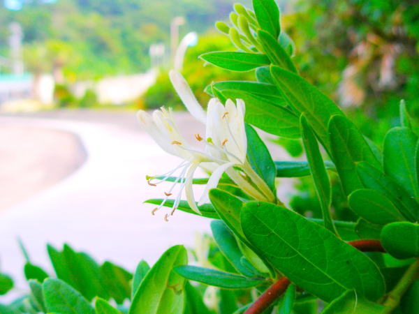 観音崎公園スイカズラ花